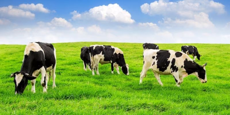 Unlocking The Nutritional Treasures Of Cow's Milk